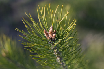 Baby pine cones