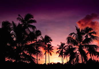 Pink and red sunset over sea beach with palms