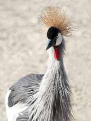 Fototapeta premium Close up of a African Crested Stork