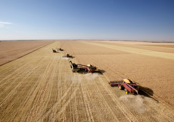 Naklejka premium Four Combines in Field