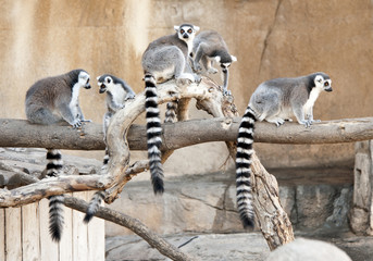 A group of Ring Tailed Lemurs in a tree © Fotomicar