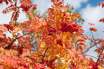 Berries ripe rowan on blue sky background