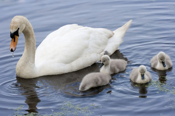 Mother Mute Swan and Cygnets