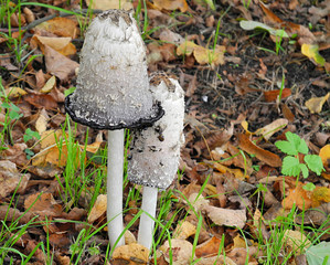 Two Inky caps