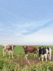 Cows on a meadow