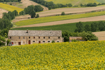 Marches (Italy) - Landscape at summer with sunflowers, farm