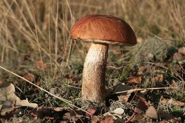 Eichenrotkappen (Leccinum quercinum)