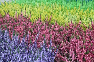 Colorful calluna heathers
