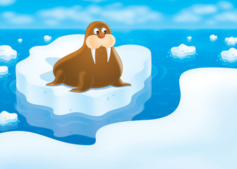 walrus lying on the drifting ice floe