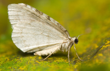 Moth