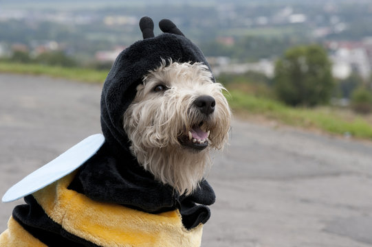 Irish Soft Coated Wheaten Terrier mit Bienenkost&uuml;m