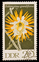 Germany Selenicereus grandiflorus, circa 1965