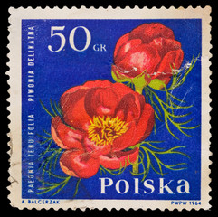 Poland, A.Balcerzak Paeonia Tenuifolia piwonia Delikatna, 1964