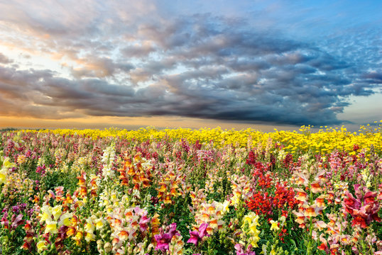 Colorful summer field