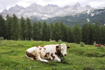 Fototapeta na wymiar Alpine cow.