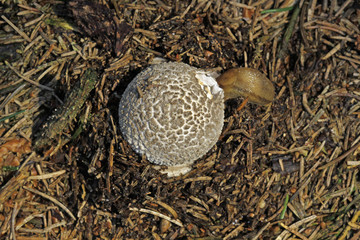 Junger Parasol mit Schnecke