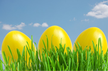 yellow easter eggs in green grass under blue sky