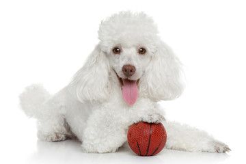 Toy poodle with ball
