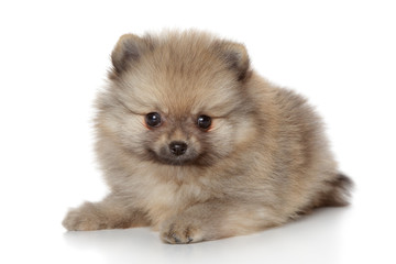 Pomeranian spitz puppy - obrazy, fototapety, plakaty