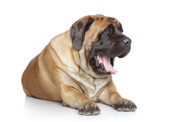 Obraz premium English Mastiff yawns