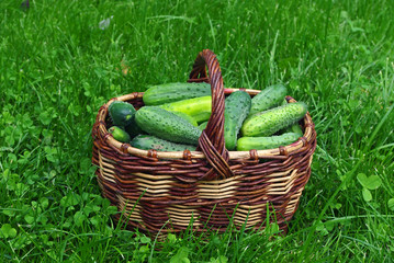 basket full of cucumbers