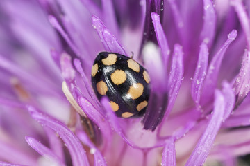 Ladybug sitting on thistle, macro photo