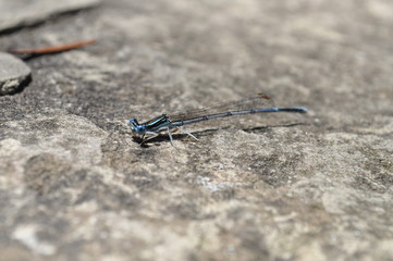 dragonfly
