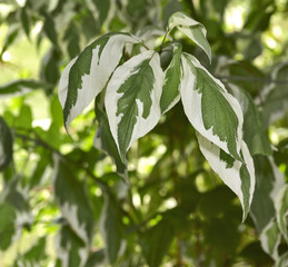 bicolor leaf background