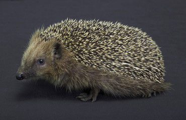 hedgehog in dark back