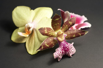 orchid flowers in dark back
