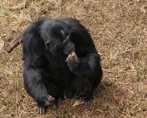 chimpanzee sitting on brown grassy ground