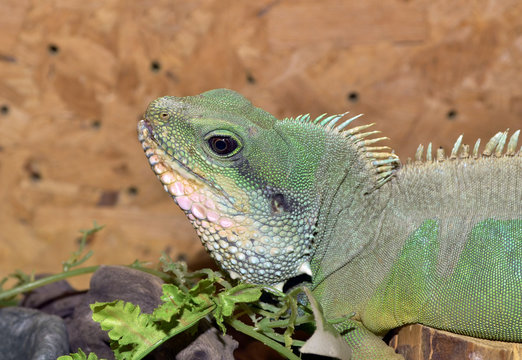 guana