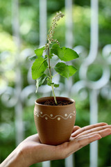 Potted basil plant