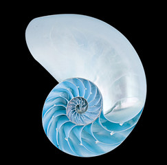 Nautilus shell