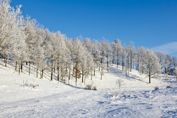 Snowy forest with deciduous trees