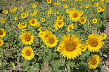 Fototapeta premium Champ de tournesol