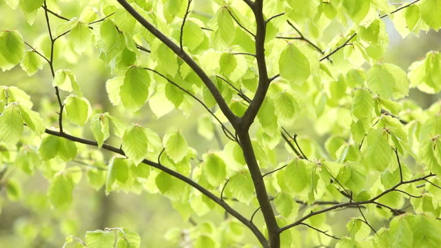 Close up of fresh green beech leaves trembling with the wind