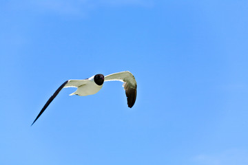 flying seagulls