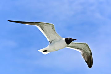 flying seagulls