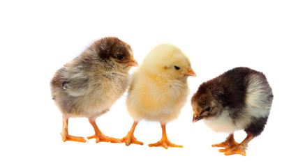 small chicks