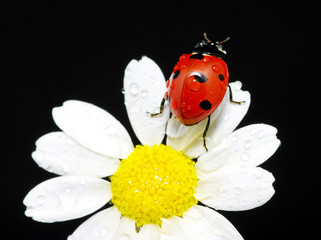 ladybug