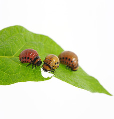 colorado beetle