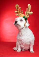 Cute puppy dog with antlers