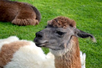 Funny Brown and White Alpaca Profile © Bill