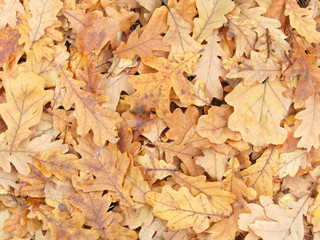 Dry oak leaves.