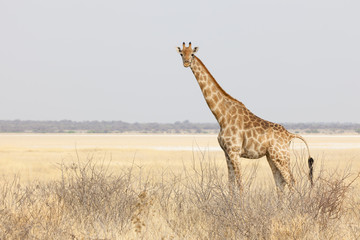 Giraffe im Etosha