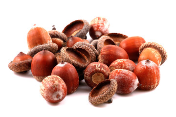 Acorn on a white background