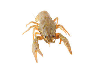 Crayfish isolated on white background