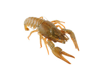 Crayfish isolated on white background