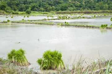 Rice field scenic in Thailand